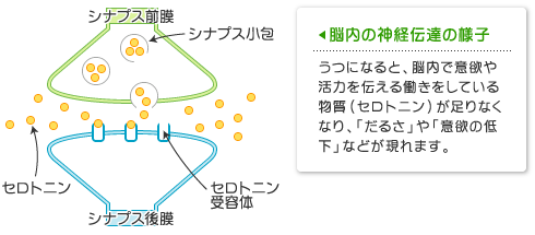 脳内の神経伝達の様子：うつになると、脳内で意欲や活力を伝える働きをしている物質（セロトニン）が足りなくなり、「だるさ」や「意欲の低下」などが現れます。