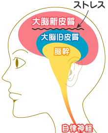 脳の仕組み「大脳新皮質（知性・理性）」「大脳旧皮質（快・不快）」「脳幹」